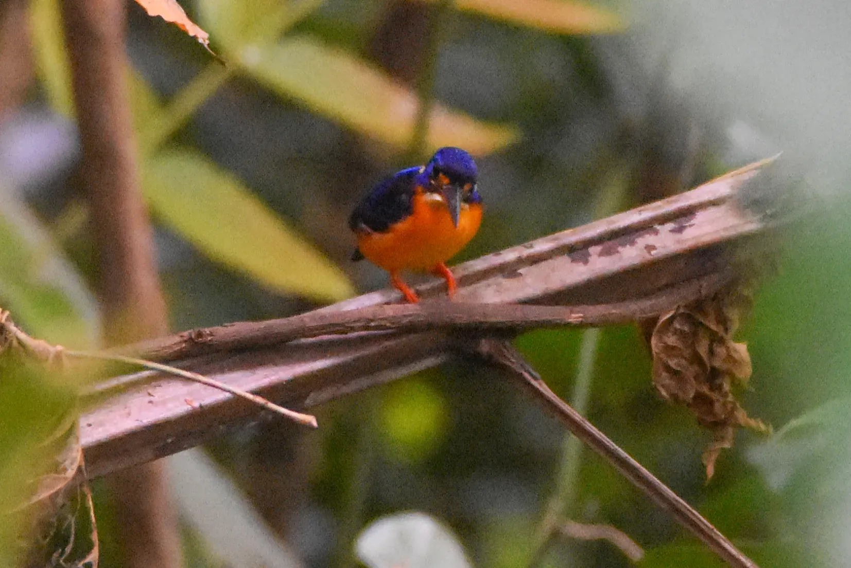 File:Ceyx sacerdotis - Jay Pruett - 334849299.jpeg