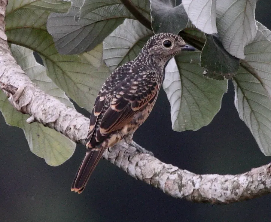 File:Cotinga nattererii -Panama-8a crop.jpg
