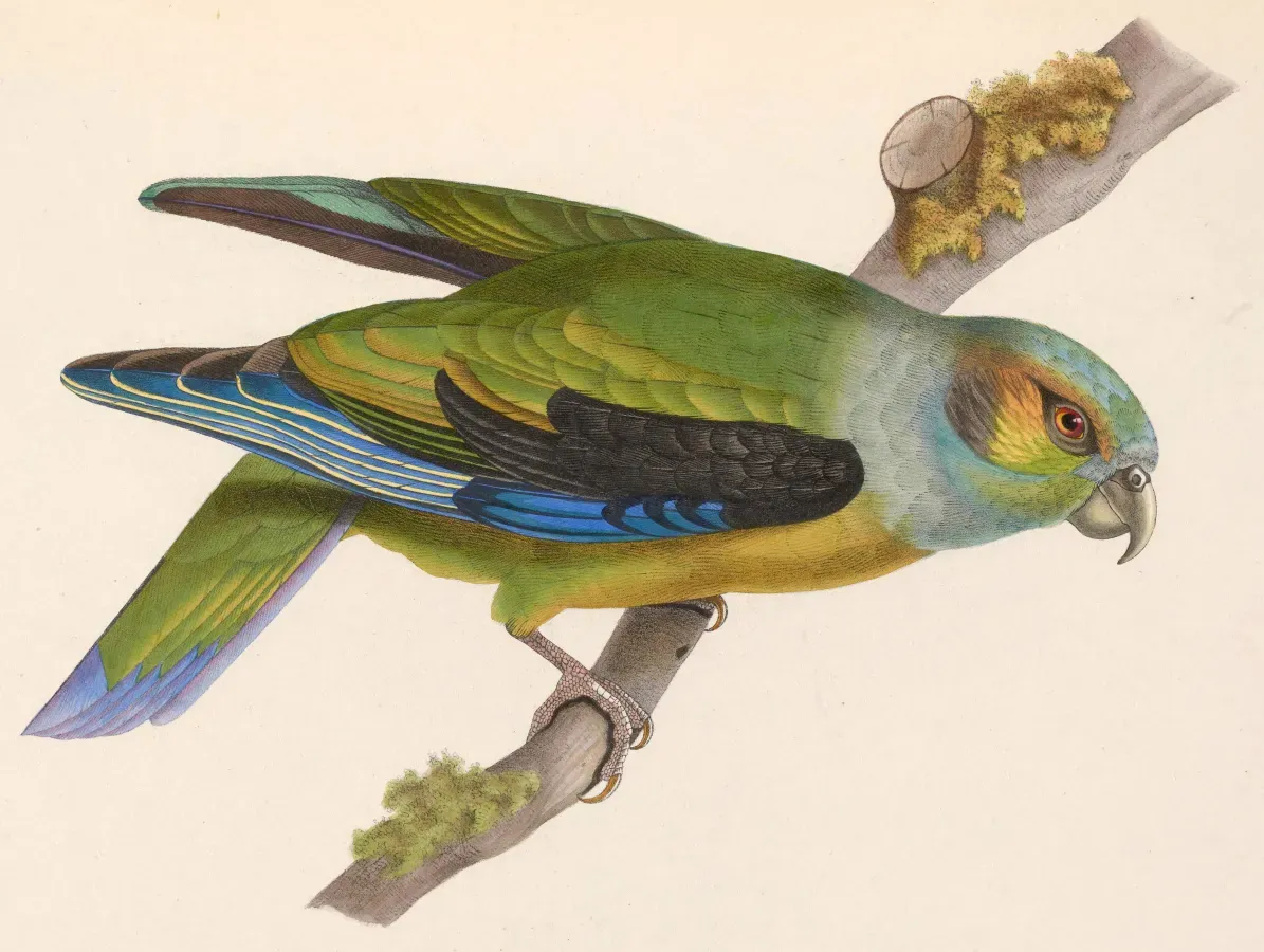 File:Hapalopsittaca melanotis 1849.jpg