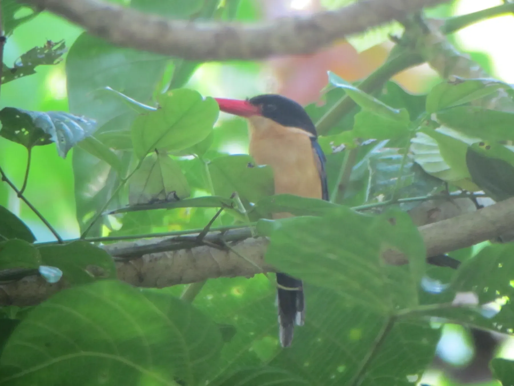 File:Tanysiptera nigriceps - alcedo77 - 93133376.jpeg