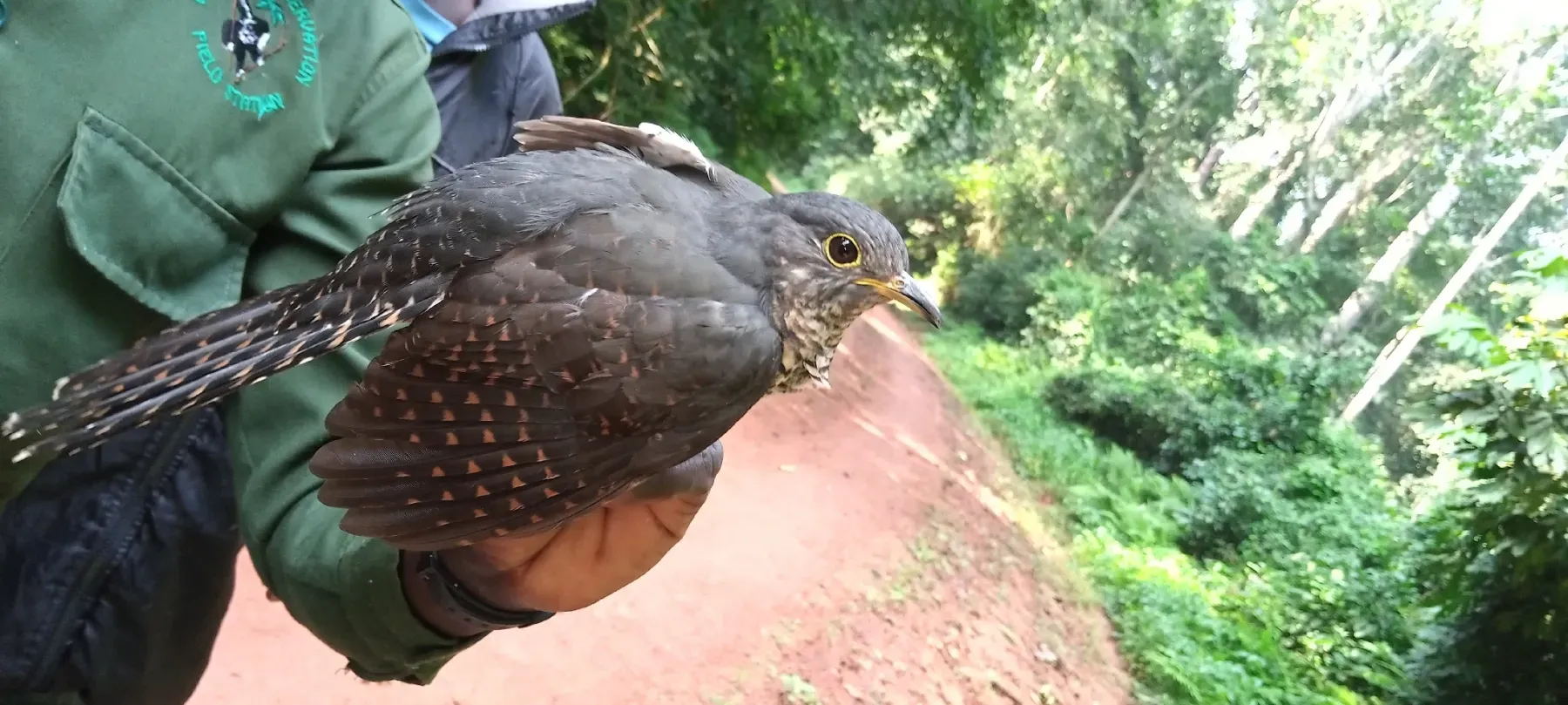 File:Cercococcyx mechowi - Mulyowa Elly Kasozi - 585015947.jpeg