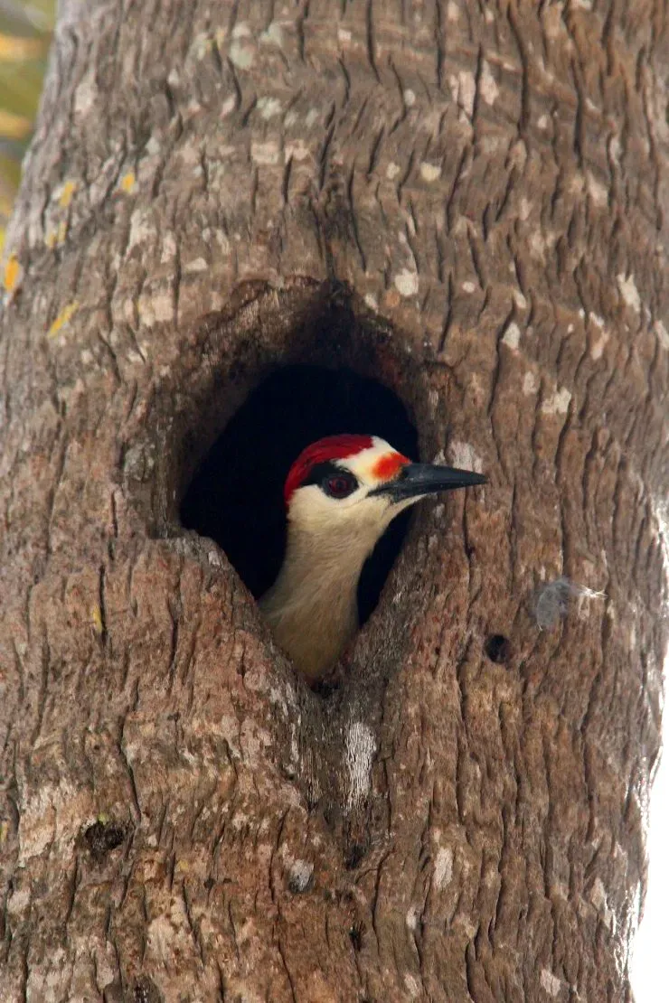 File:Melanerpes superciliaris..jpg