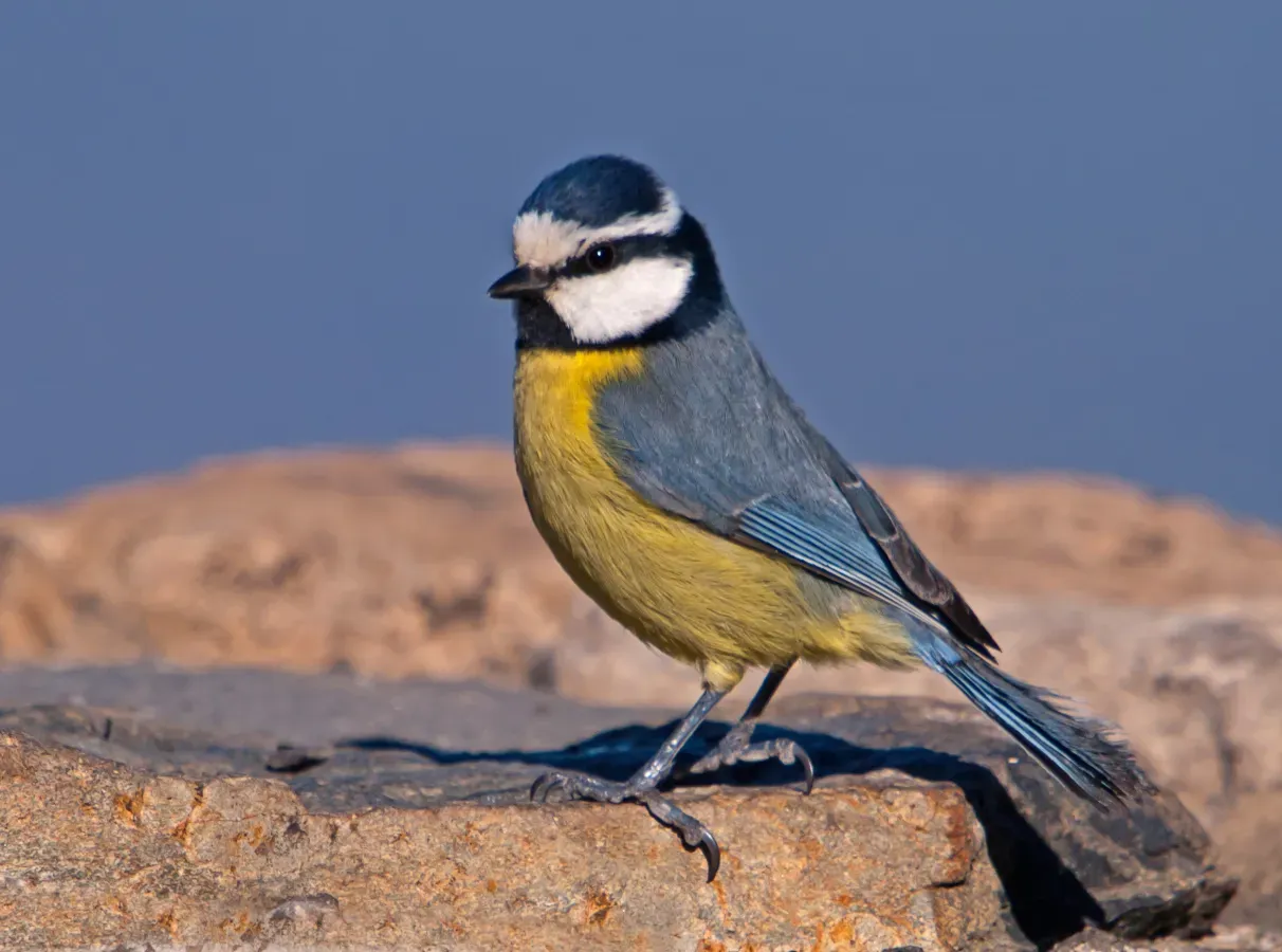 File:Cyanistes teneriffae hedwigae -Gran Canaria, Canary Islands, Spain-8.jpg