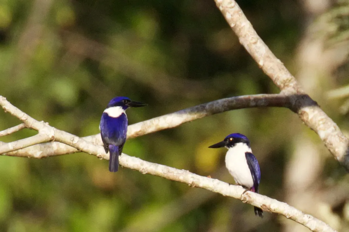 File:Todiramphus leucopygius - Rand Rudland - 60766070.jpeg