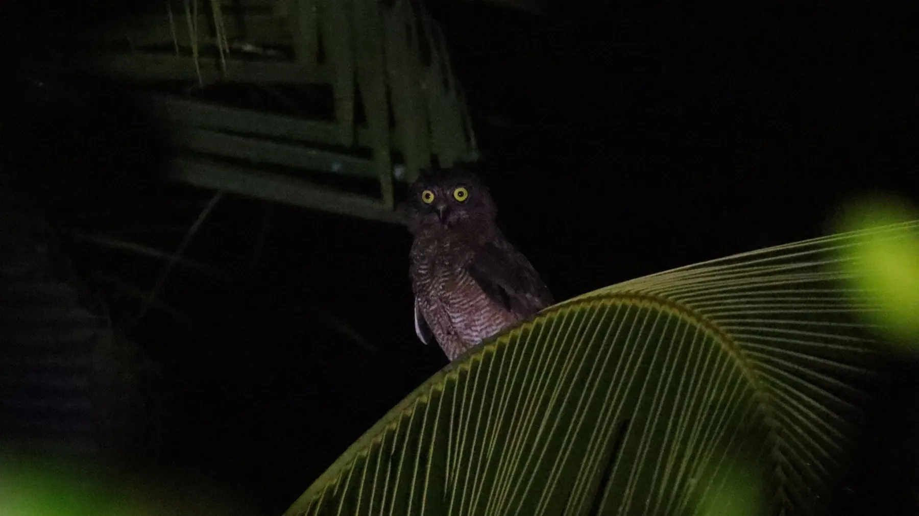 File:Ninox hypogramma - Adam Ardian Rahman - 559222925.jpeg