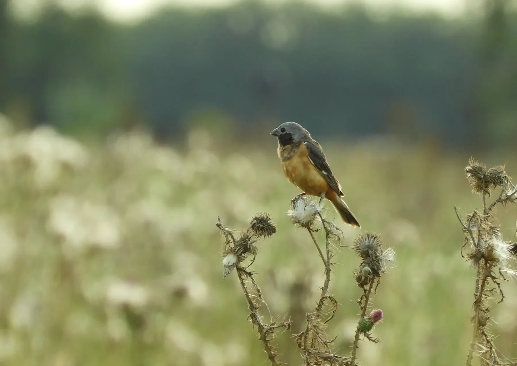 File:Sporophila ruficollis.jpg