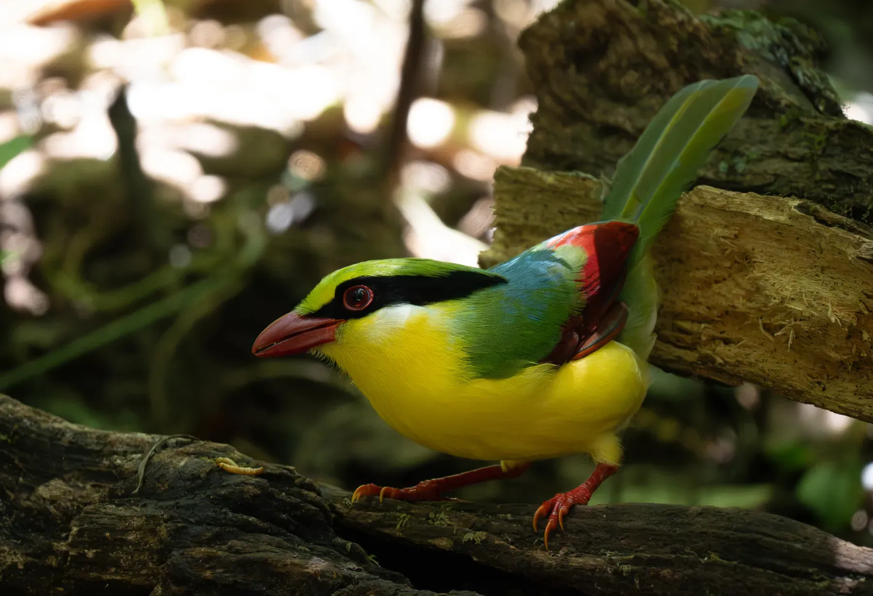 File:Cissa hypoleuca - Forest Botial-Jarvis - 385765983.jpeg