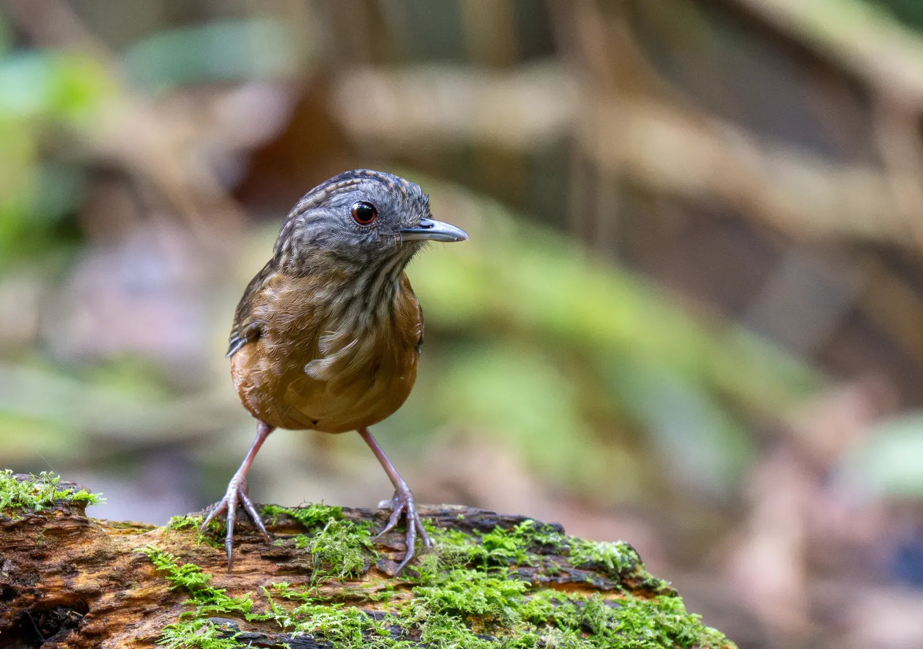 File:Gypsophila brevicaudata - Forest Botial-Jarvis - 385764894.jpeg