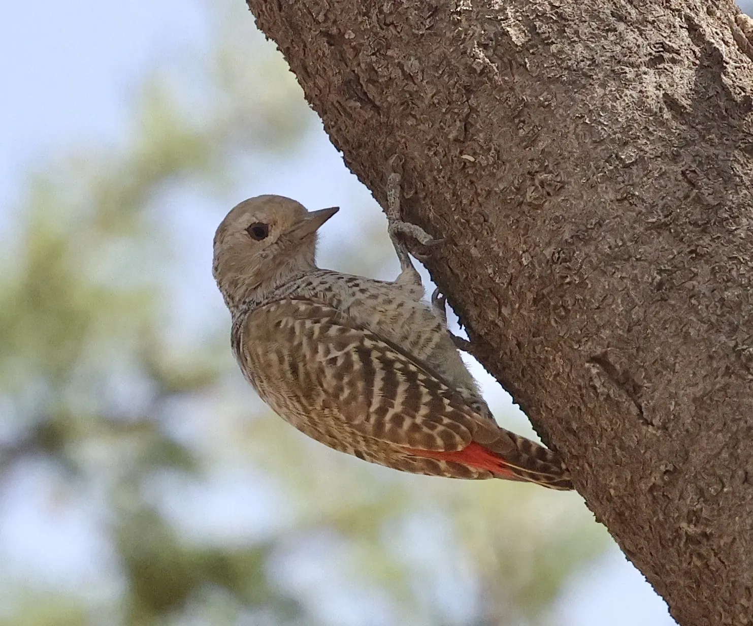 File:Dendropicos elachus - Markus Lampinen - 582488796.jpeg