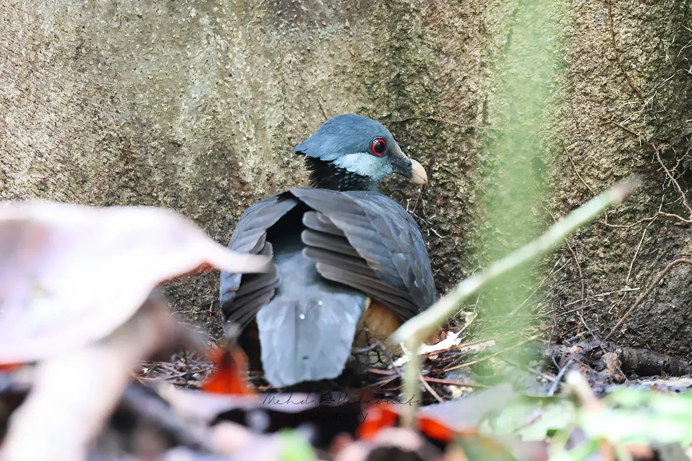 File:Trugon terrestris terrestris - Mehd Halaouate - 572601352.jpeg