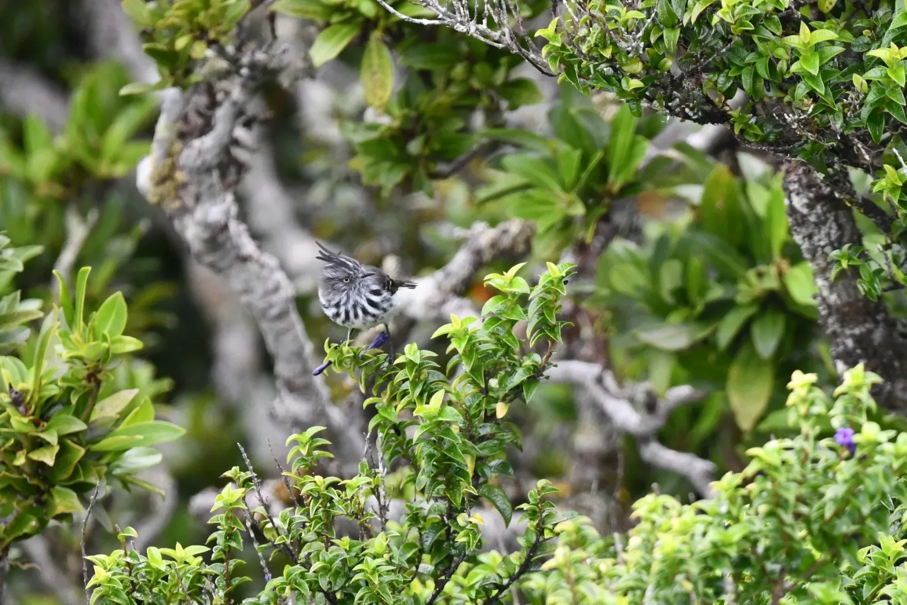 File:Juan Fernández Tit-Tyrant (Anairetes fernandezianus).jpg