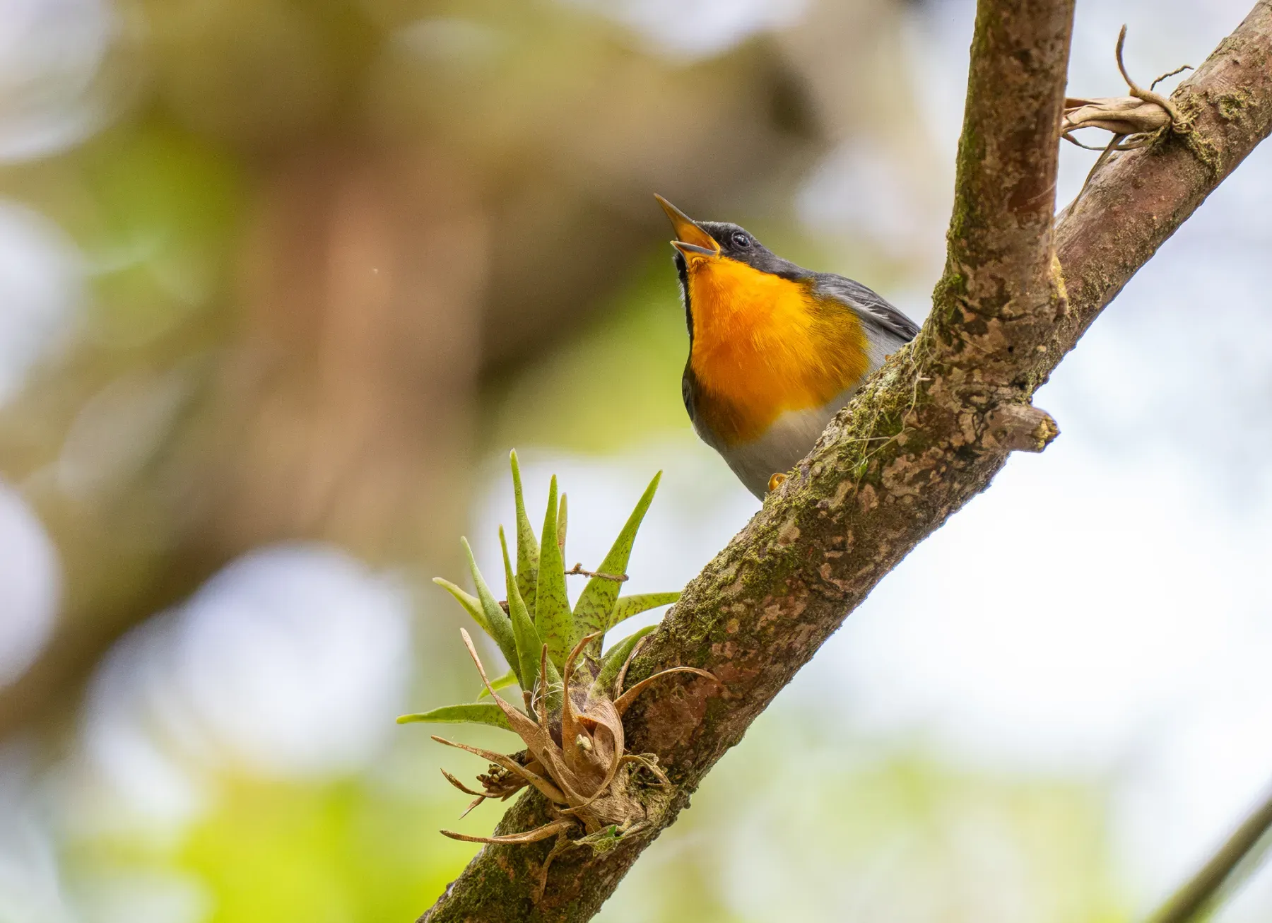 File:Oreothlypis gutturalis - Forest Botial-Jarvis - 366690657.jpeg