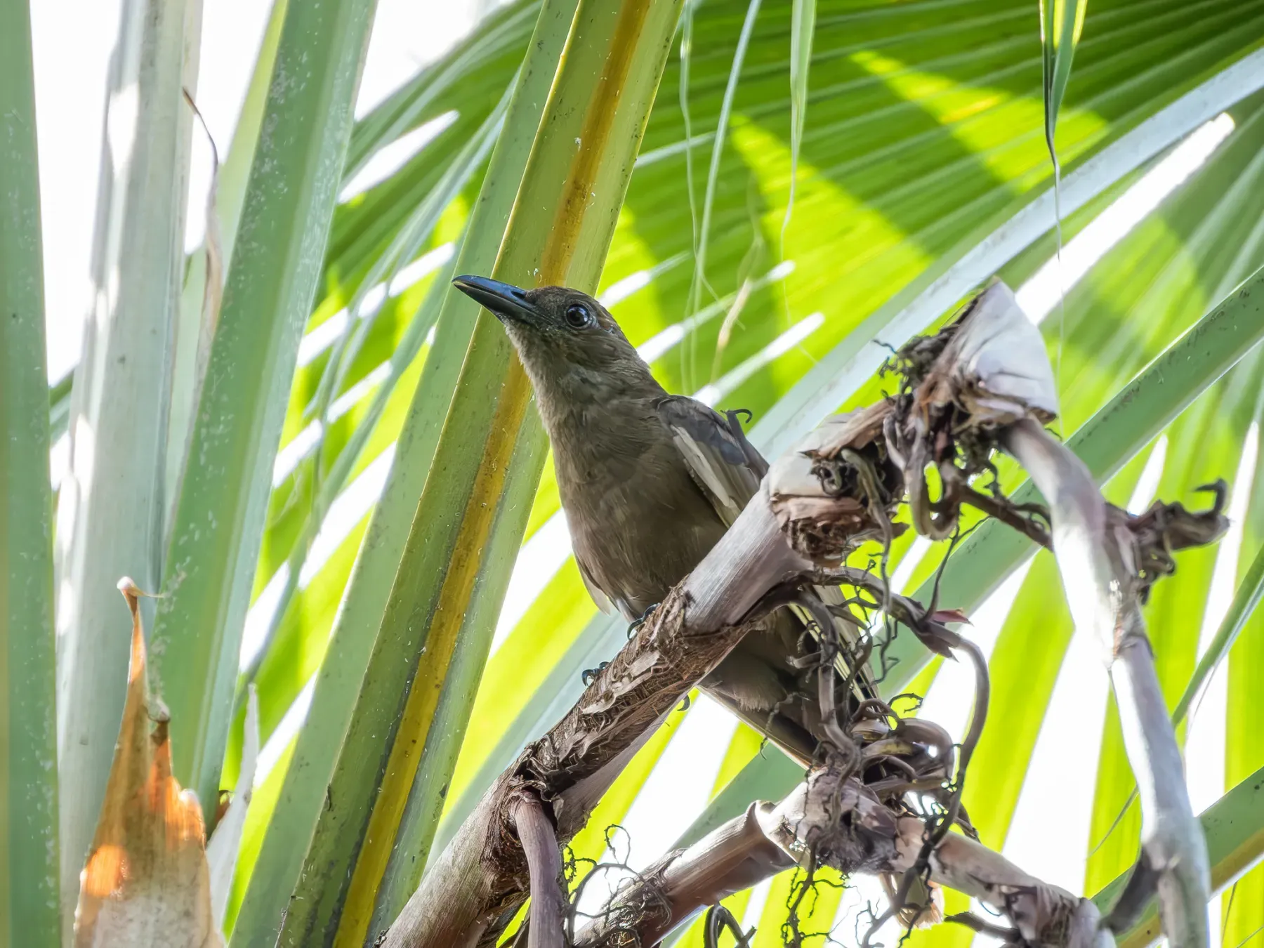 File:Dusky-brown oriole (Oriolus phaeochromus) 01.jpg