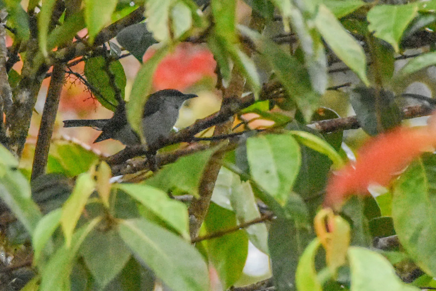 File:Melanocharis piperata - Jay Pruett - 335787633.jpeg