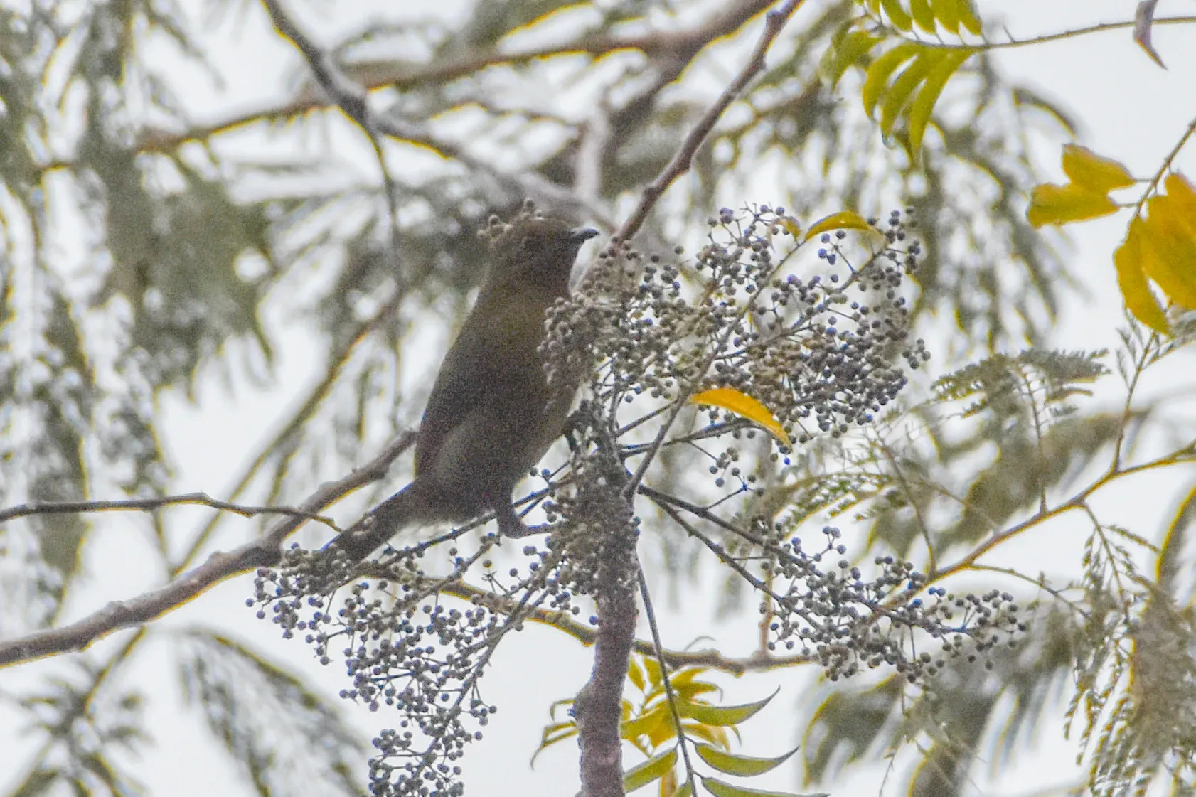 File:Melanocharis longicauda - Jay Pruett - 336015206.jpeg