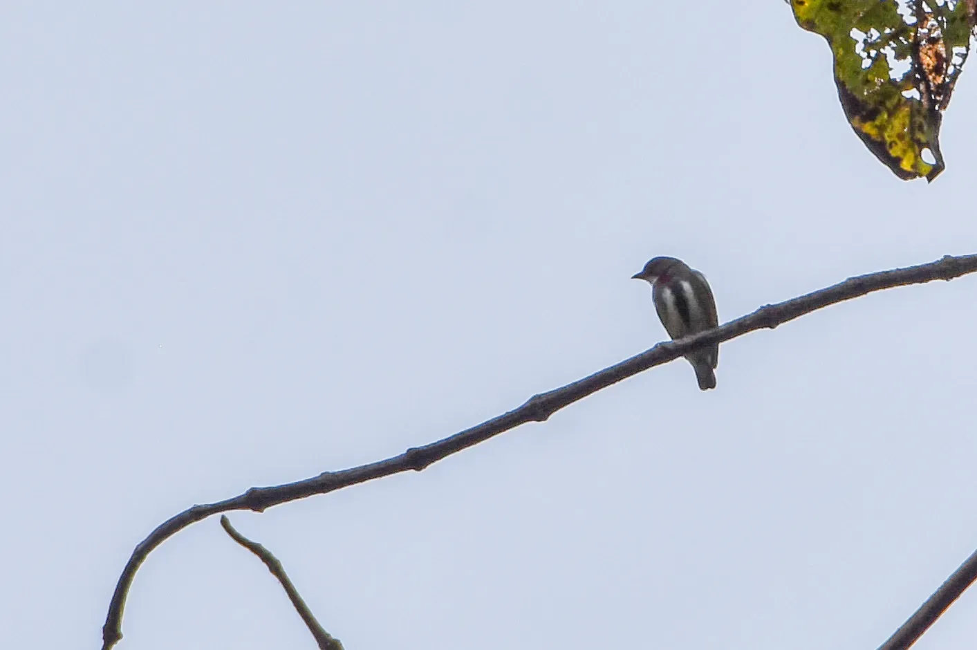 File:Dicaeum eximium - Jay Pruett - 334695783.jpeg