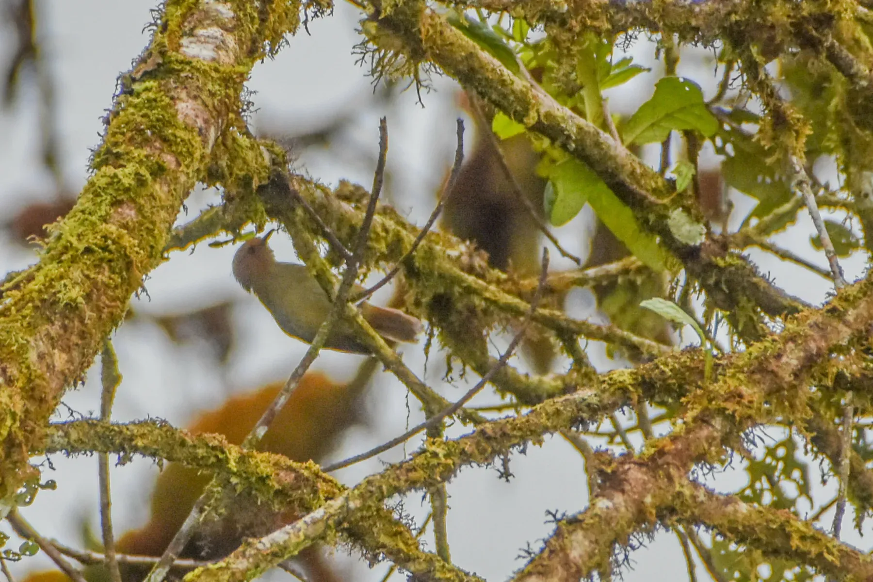 File:Aethomyias papuensis - Jay Pruett - 335195131.jpeg