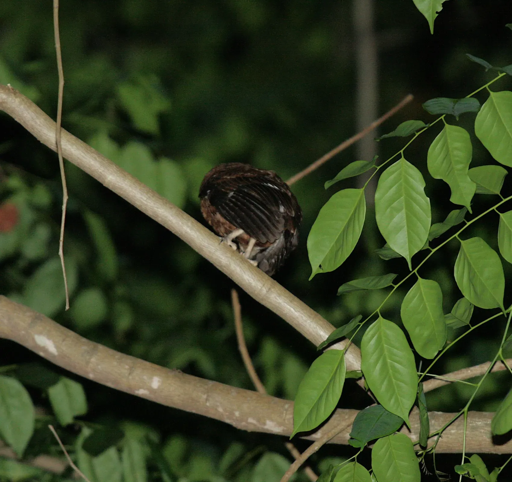 File:Otus moheliensis - Mikael Bauer - 62087472.jpeg