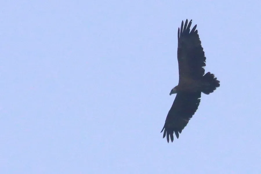 File:Icthyophaga sanfordi - Rémi Bigonneau - 239032930.jpeg