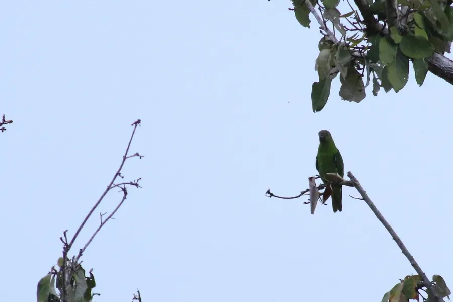 File:Geoffroyus heteroclitus heteroclitus - Rémi Bigonneau - 238798884.jpeg