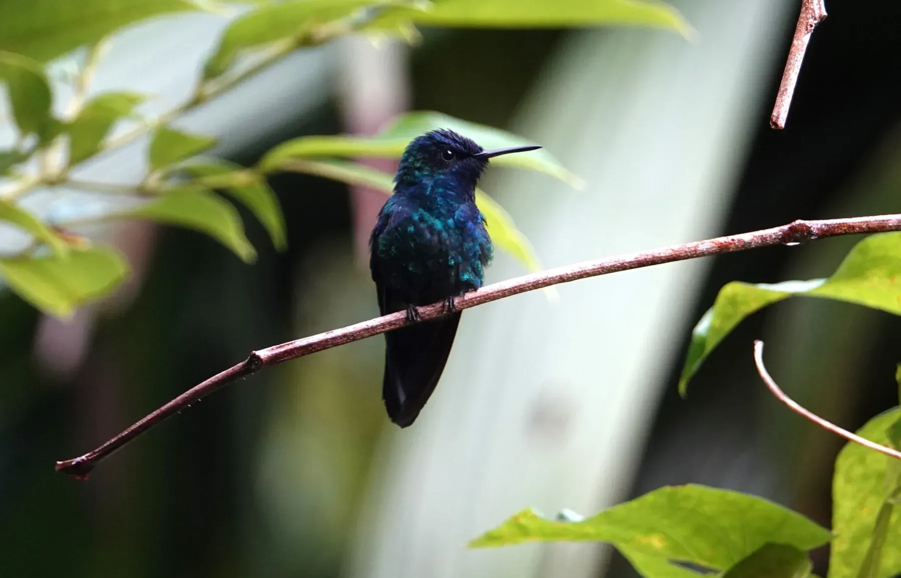 File:Riccordia bicolor - Paul Prior - 621583087.jpeg
