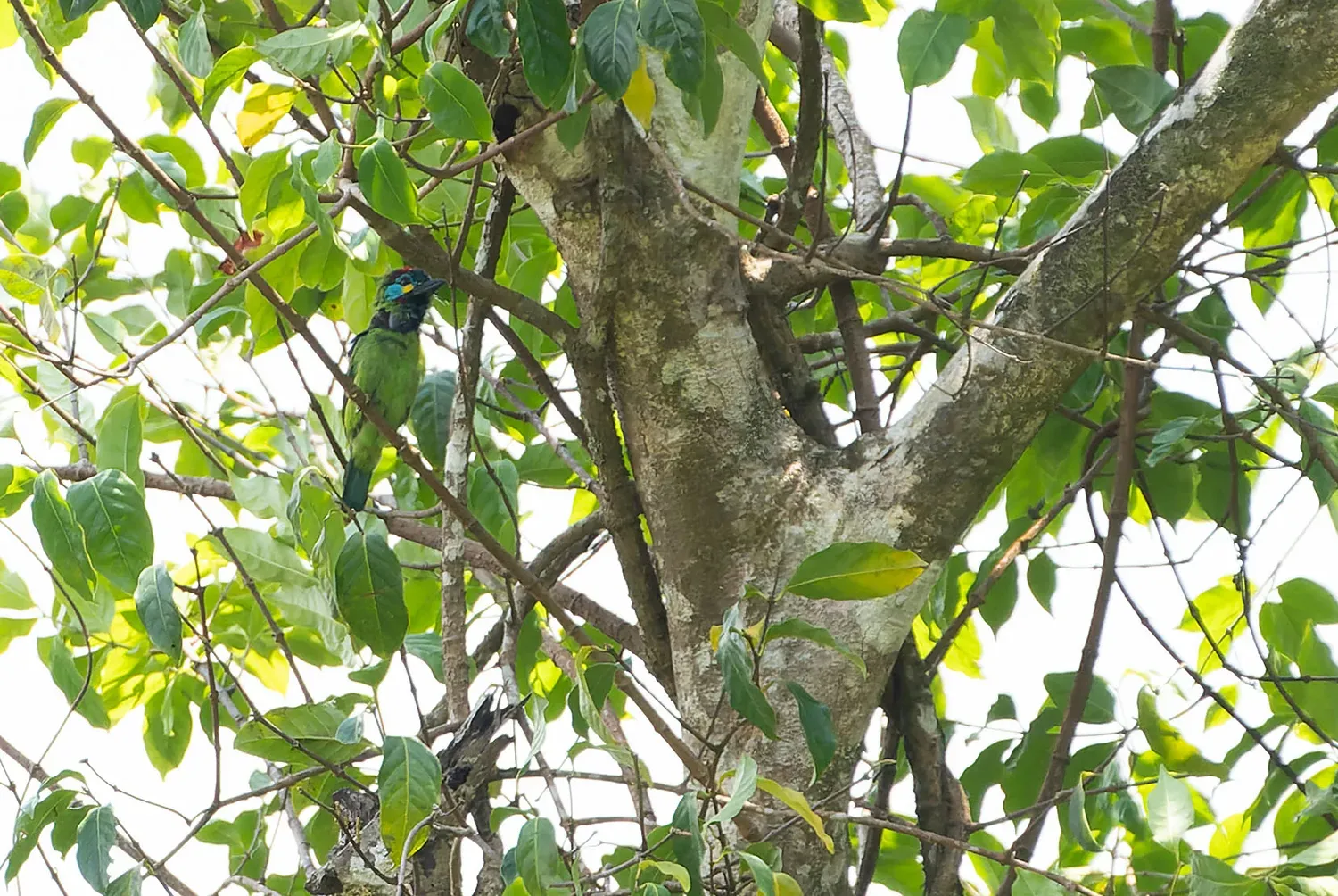 File:Psilopogon eximius - khalebyordan - 623810849.jpeg