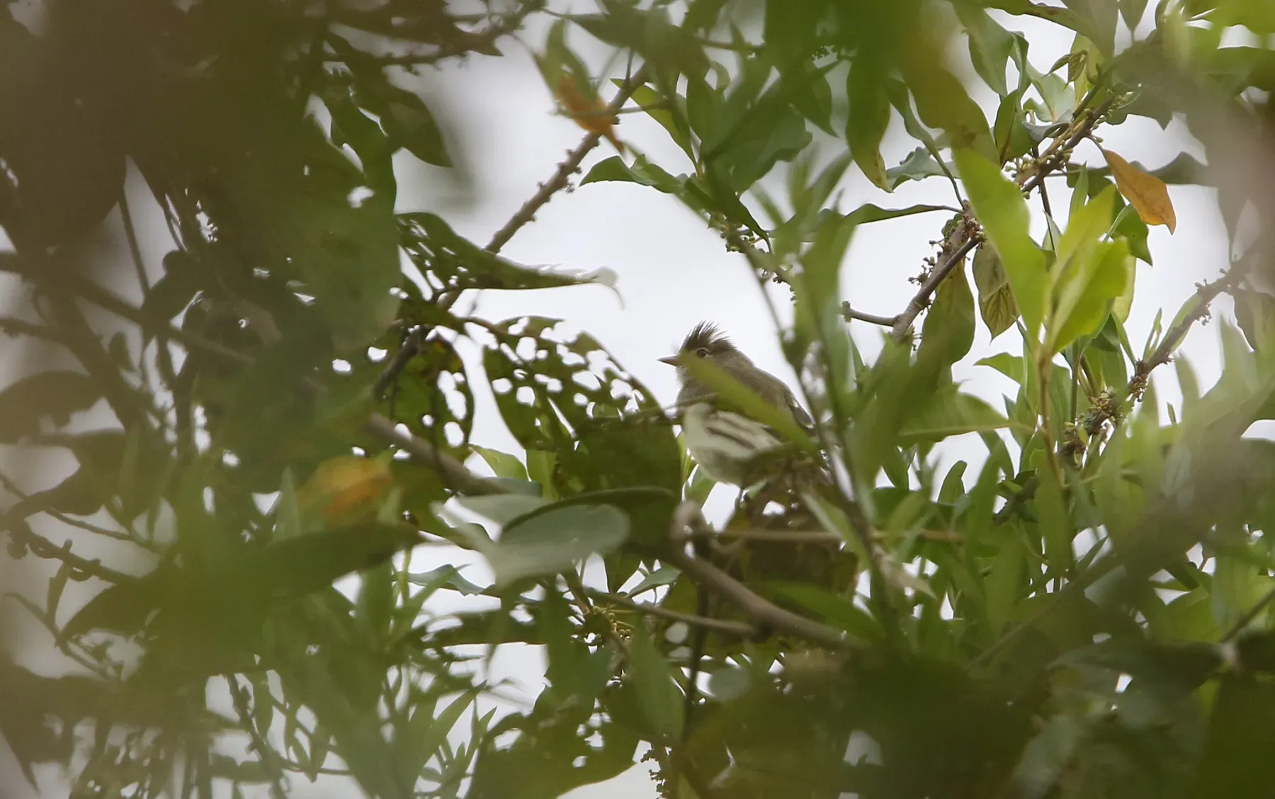 File:Elaenia brachyptera - Christoph Moning - 104817970.jpeg