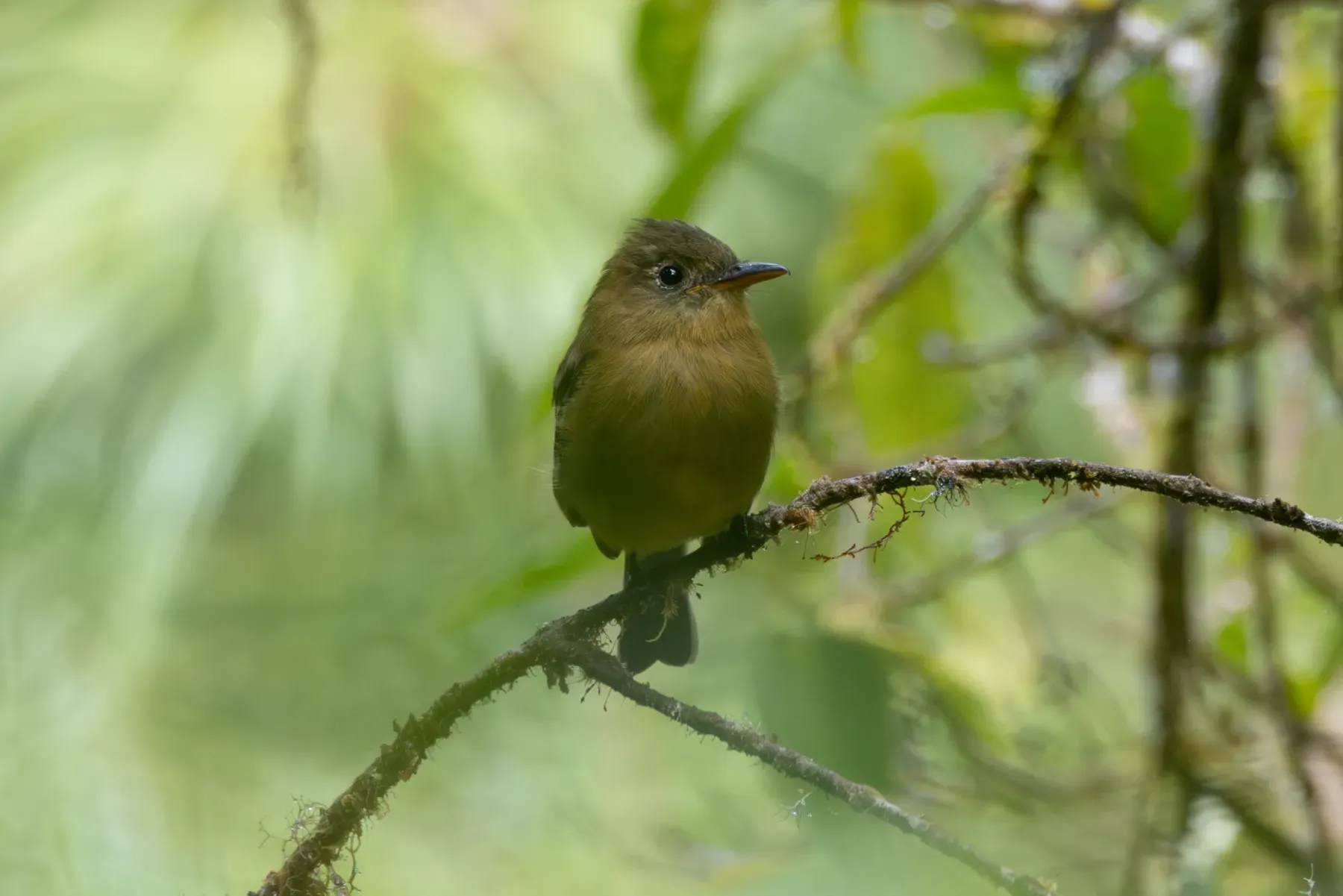 File:Contopus ochraceus - Ryan F. Mandelbaum - 350271867.jpeg