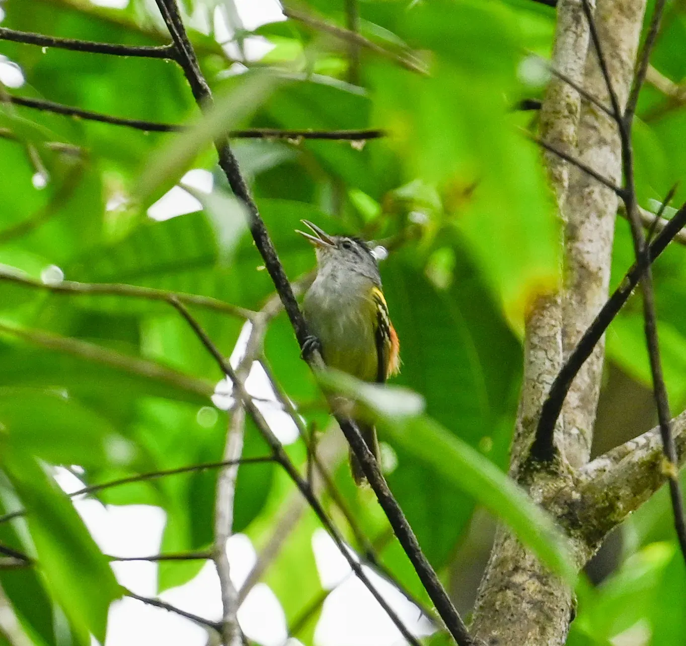 File:Euchrepomis callinota - Amber M. King - 527296483.jpeg