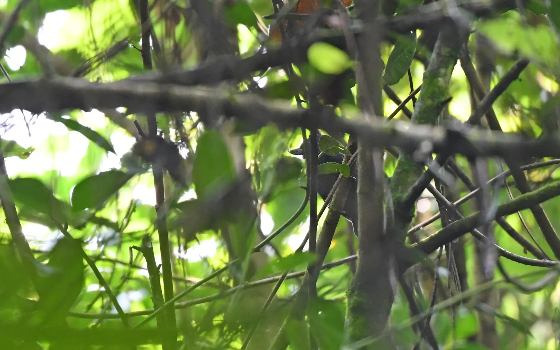 File:Clytoctantes alixii - Christoph Moning - 263014251.jpeg