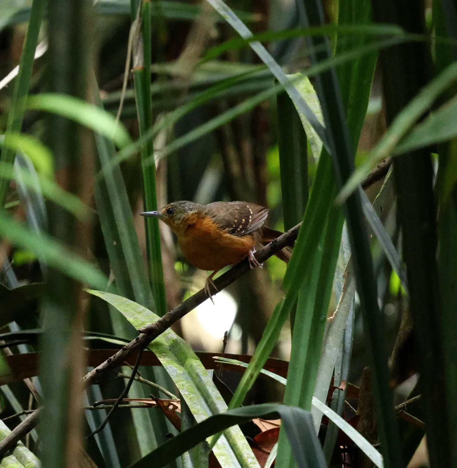 File:Myrmelastes rufifacies - Miguel - 598626636.jpeg