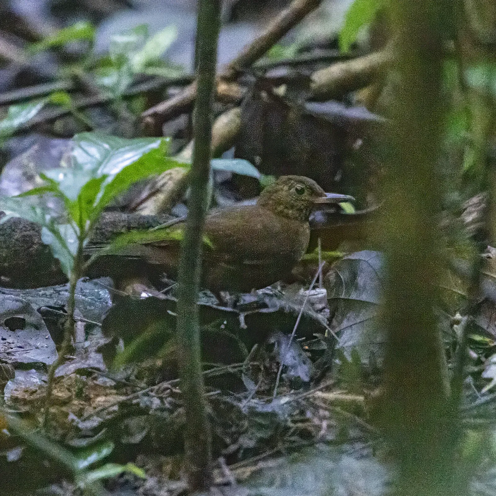 File:Sclerurus guatemalensis - Dan Vickers - 458767479.jpeg