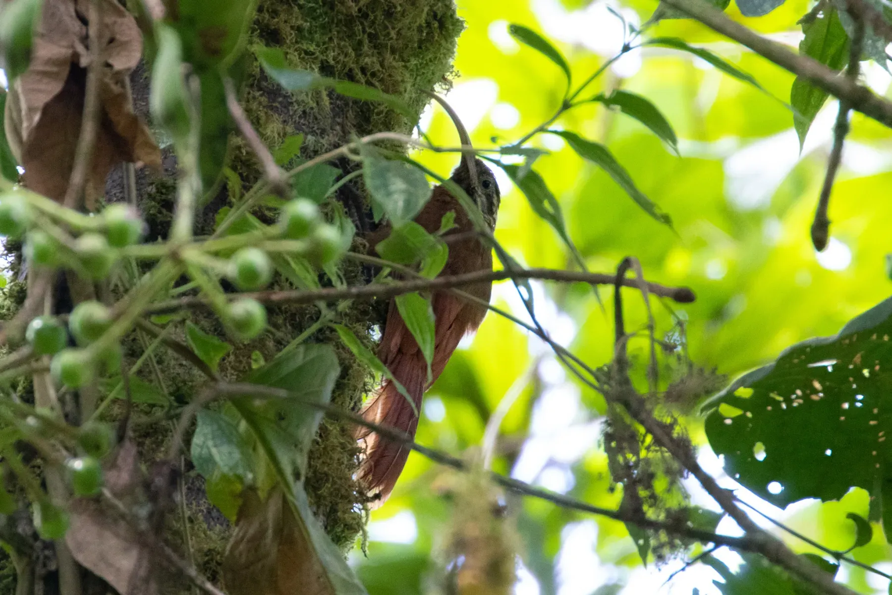 File:Drymotoxeres pucheranii - Thibaud Aronson - 111866096.jpeg