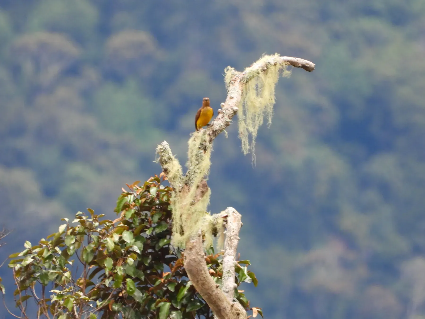 File:Sericulus aureus - Светлана Царахова - 614910638.jpeg