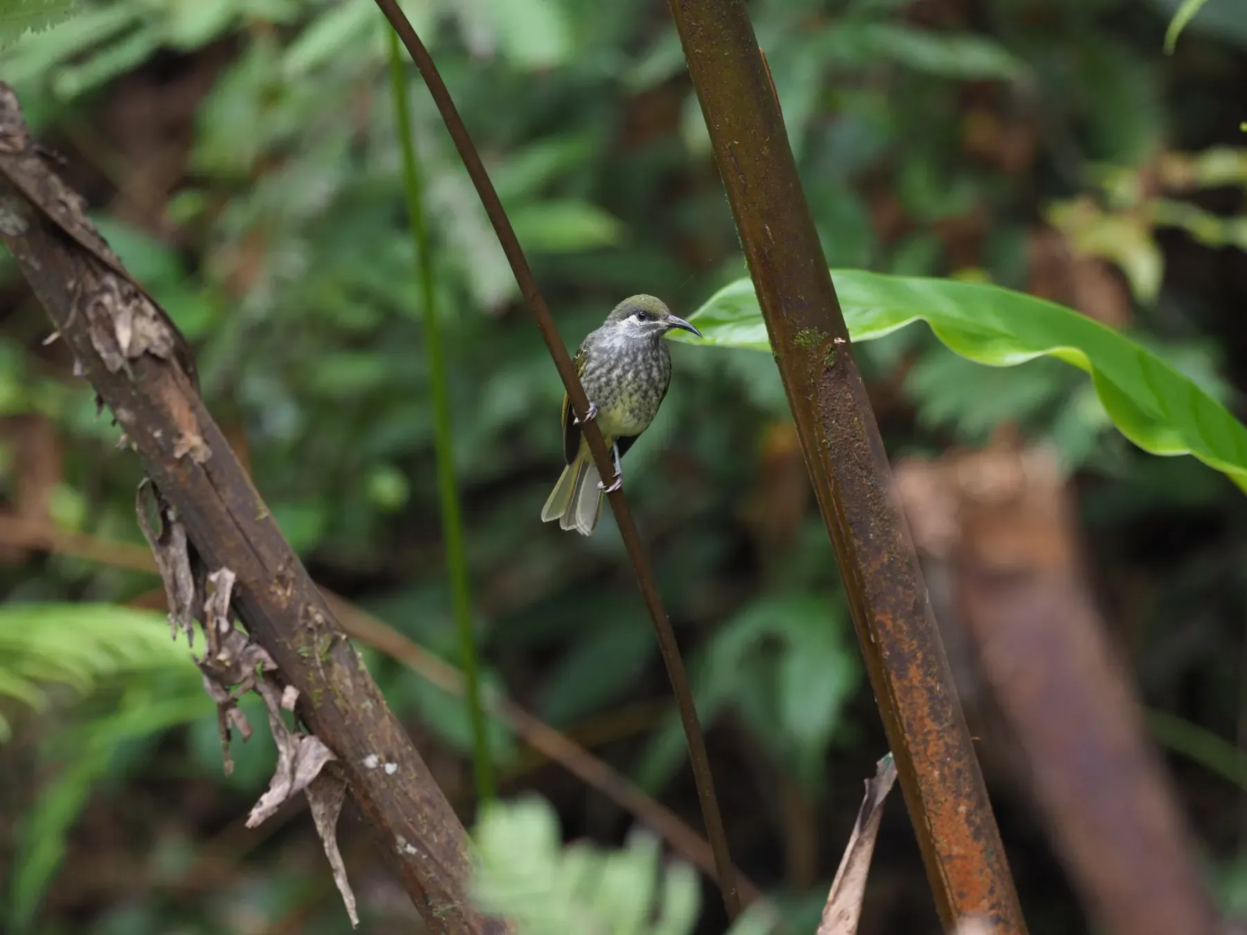 File:Lichmera monticola - James Eaton - 416849273.jpeg