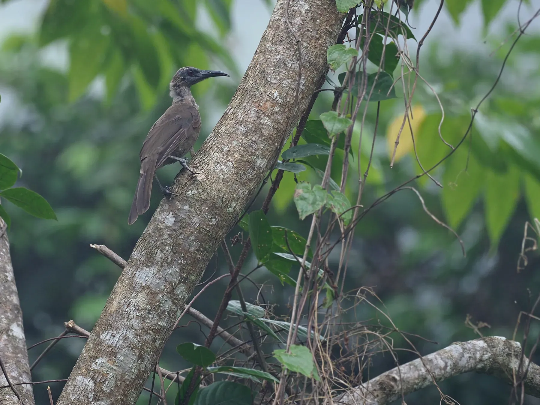 File:Philemon moluccensis - James Eaton - 416865988.jpeg