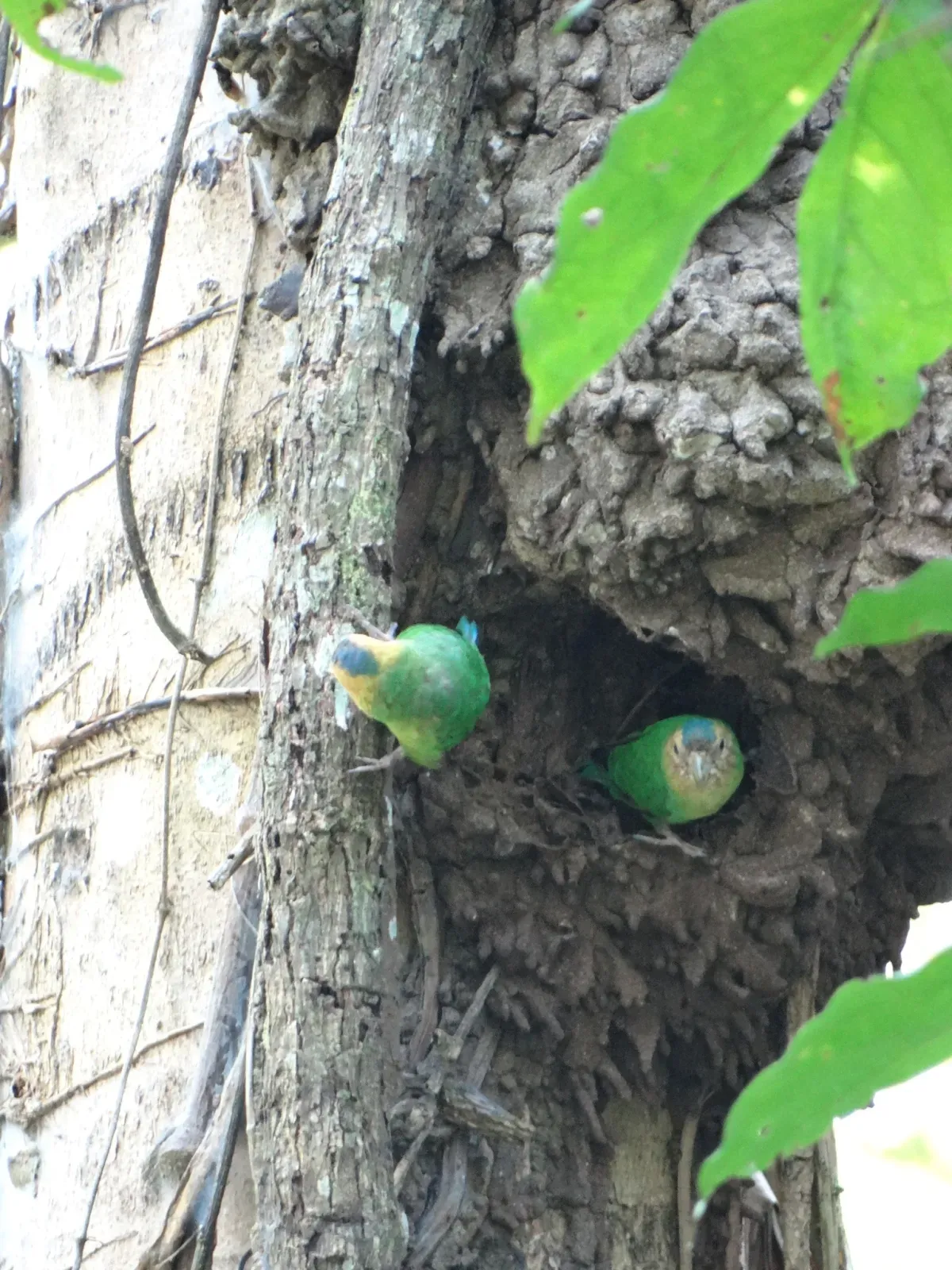 File:Micropsitta pusio - ryanphillipswa - 411888574.jpeg