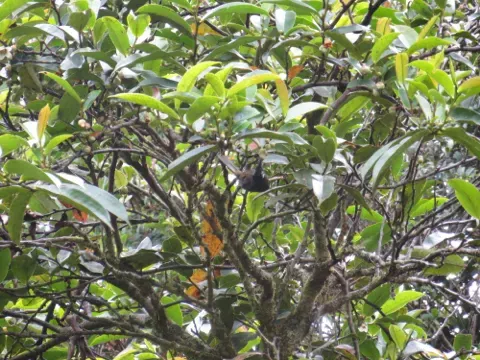 File:Myza sarasinorum - Fabian Brambach - 925097.jpeg