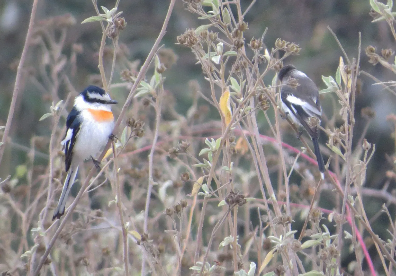 File:Pericrocotus albifrons - desertnaturalist - 70427181.jpeg