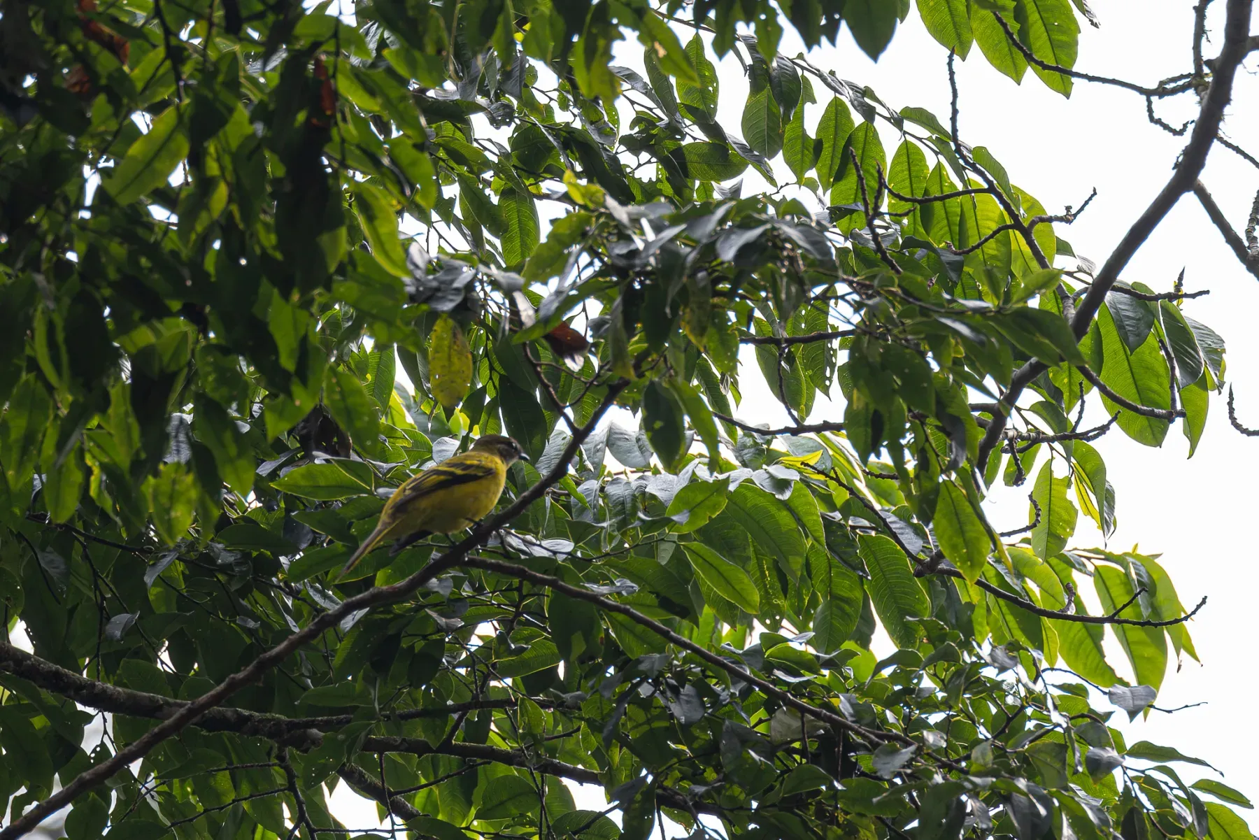 File:Campephaga petiti - Rafael Würtemberger - 393648958.jpeg