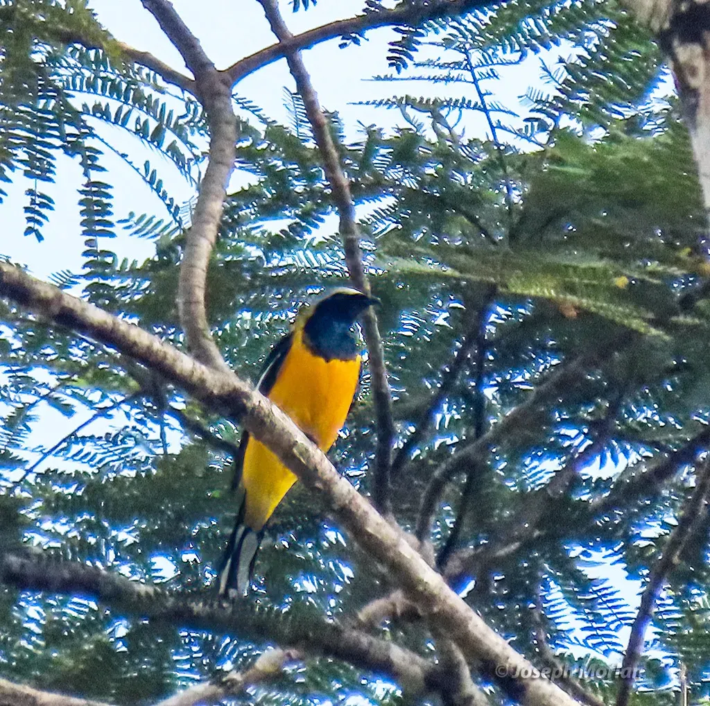 File:Campochaera sloetii - Joseph Morlan - 338740329.jpeg