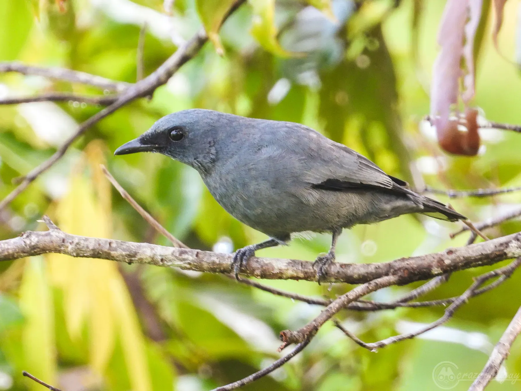 File:Edolisoma schisticeps - ꦥꦤ꧀ꦗꦶꦒꦸꦱ꧀ꦠꦶꦄꦏ꧀ꦧꦂ - 239210225.jpeg