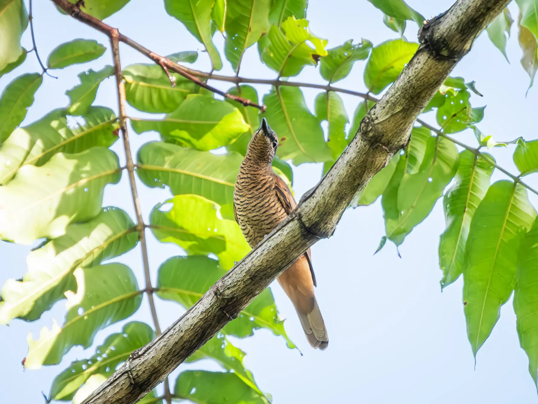 File:Edolisoma grayi grayi - Jason Alexander - 526334521.jpeg