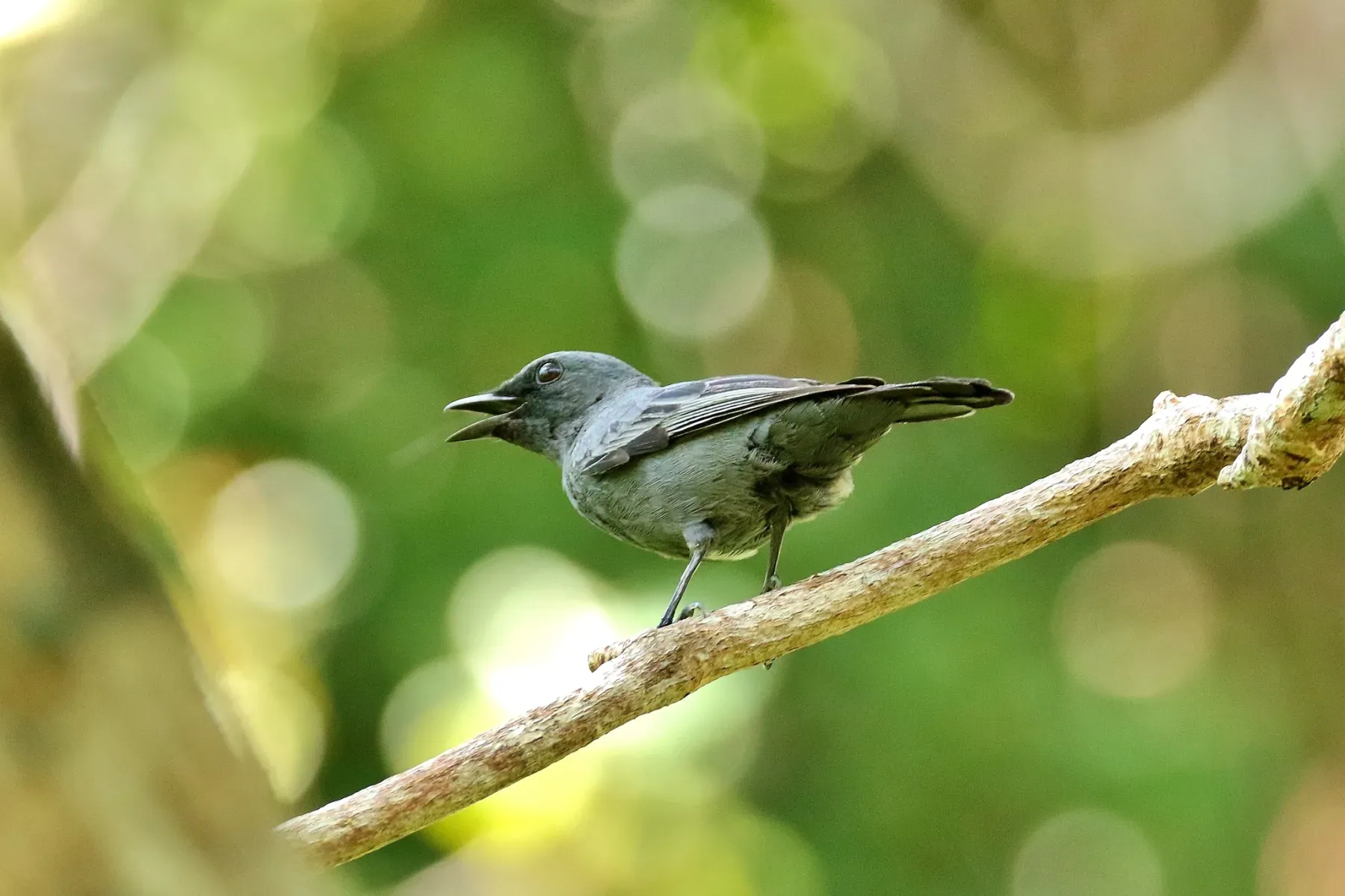 File:Edolisoma monacha - Thibaud Aronson - 39944170.jpeg