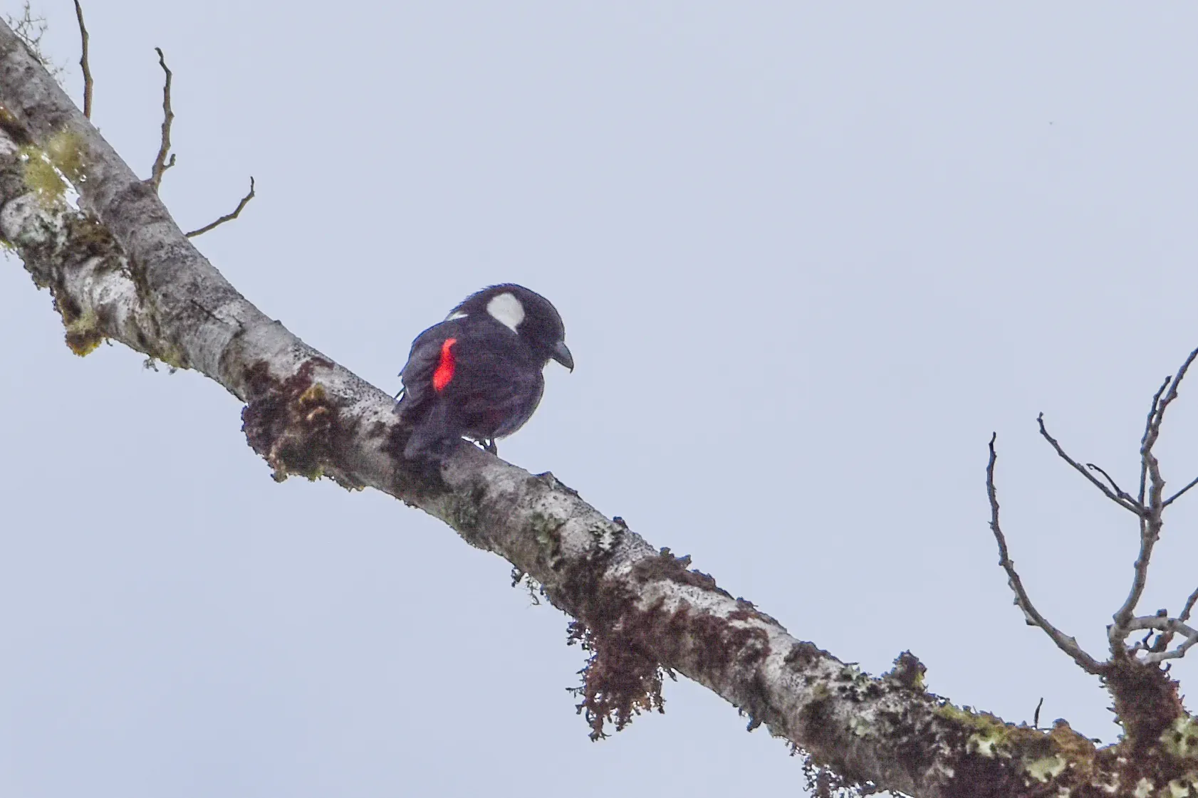 File:Peltops montanus - Jay Pruett - 335855244.jpeg