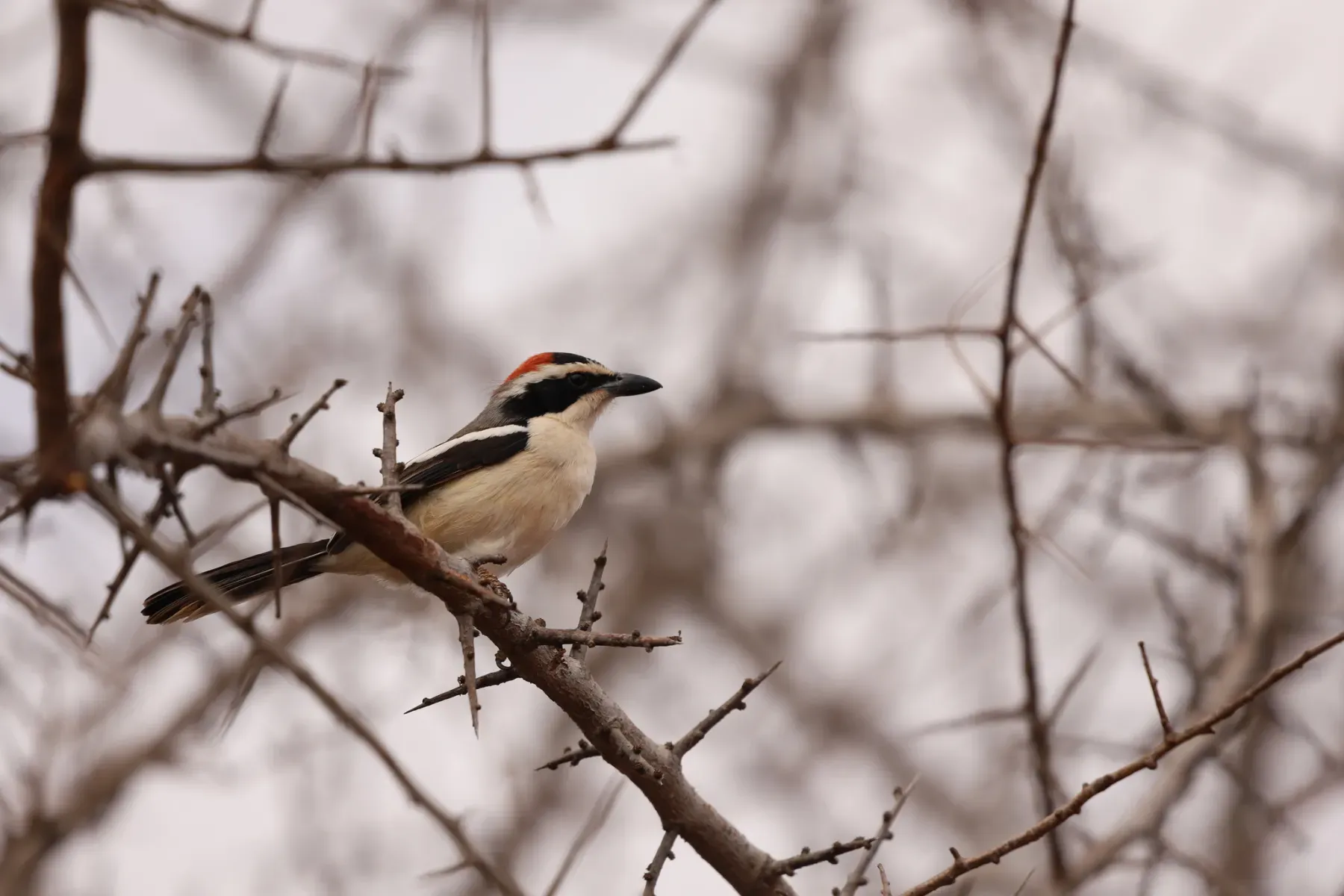 File:Laniarius ruficeps - Adrien Jailloux - 607781219.jpeg