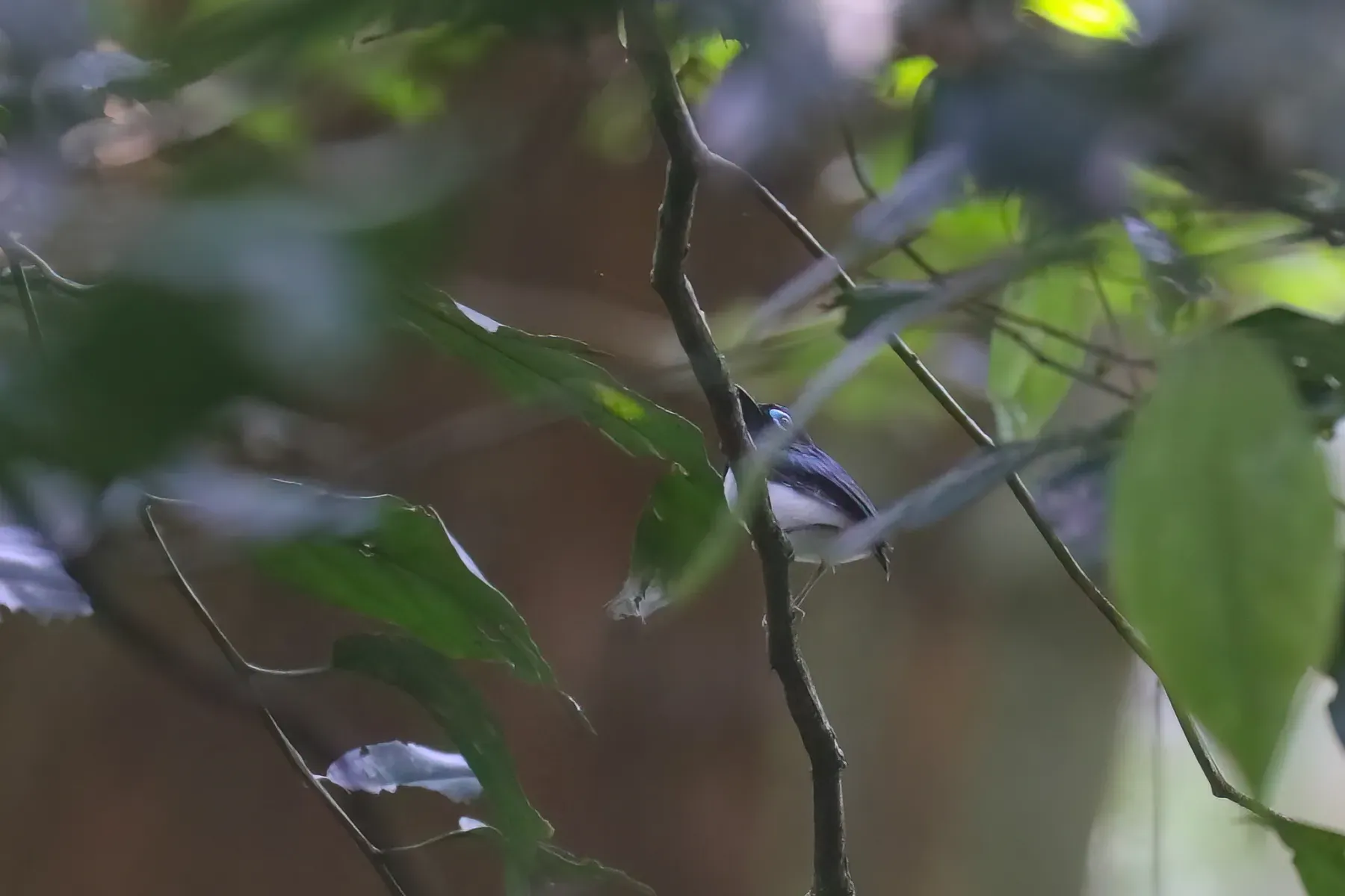 File:Platysteira jamesoni - Thomas Galewski - 471002039.jpeg