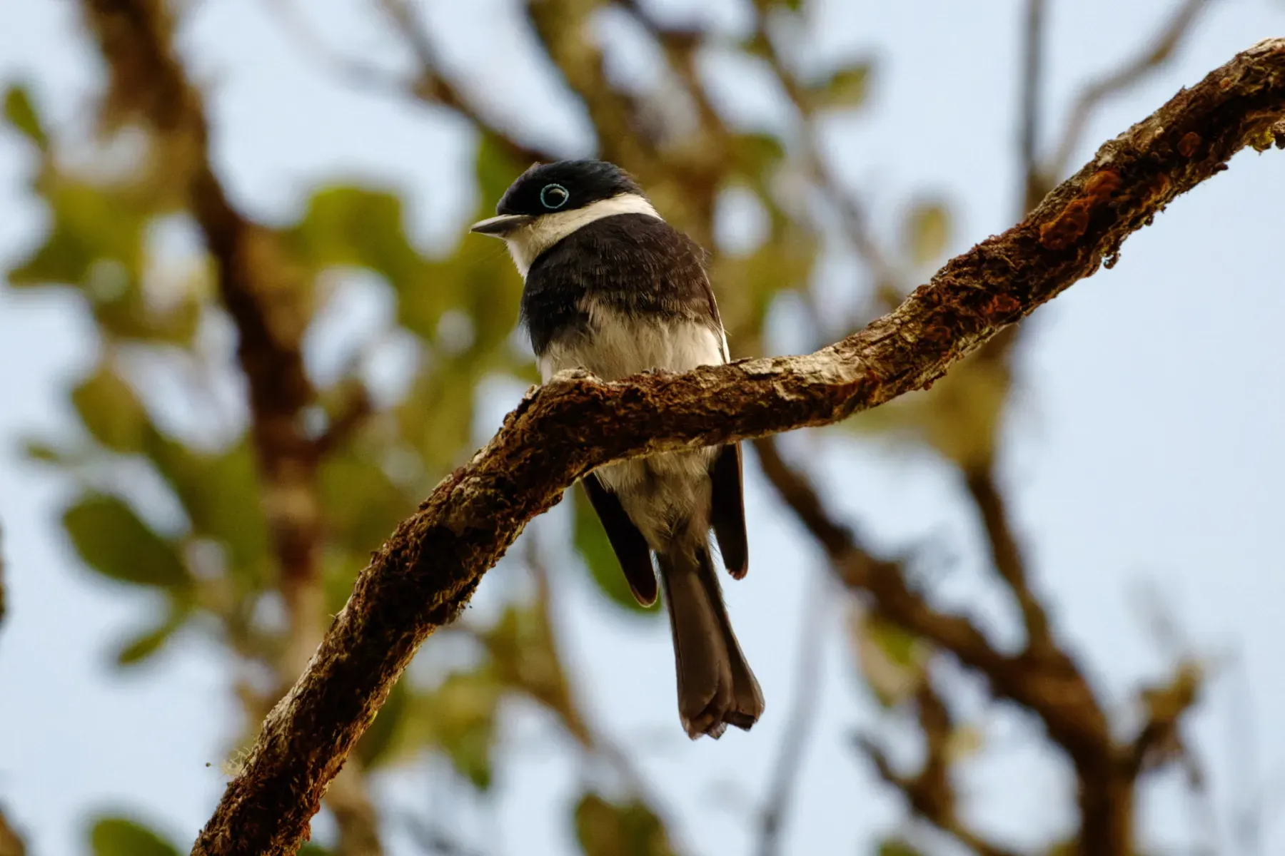 File:Pseudobias wardi - Лариса Артемьева - 454885069.jpeg