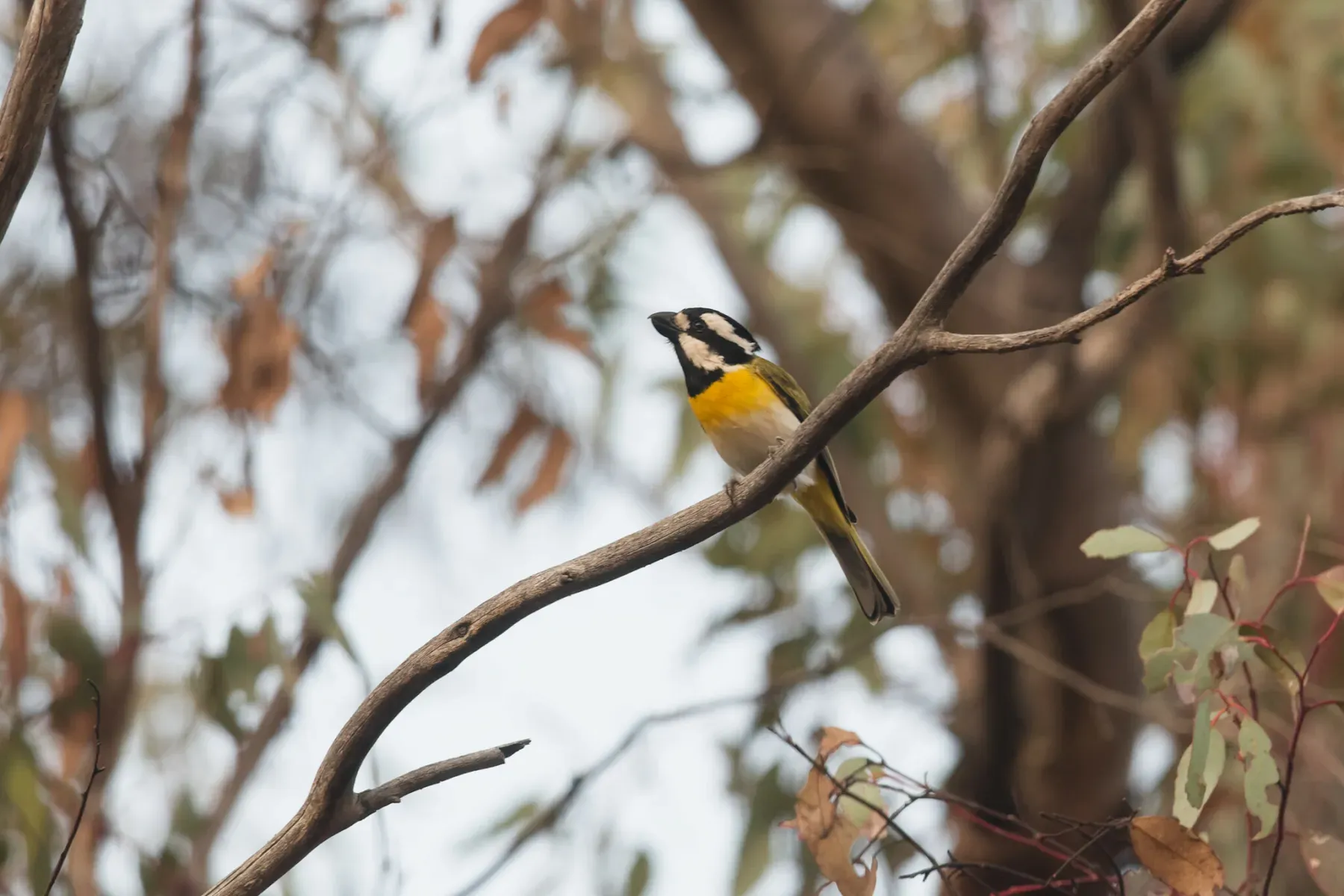 File:Falcunculus leucogaster - Nathan Ruser - 439333861.jpeg