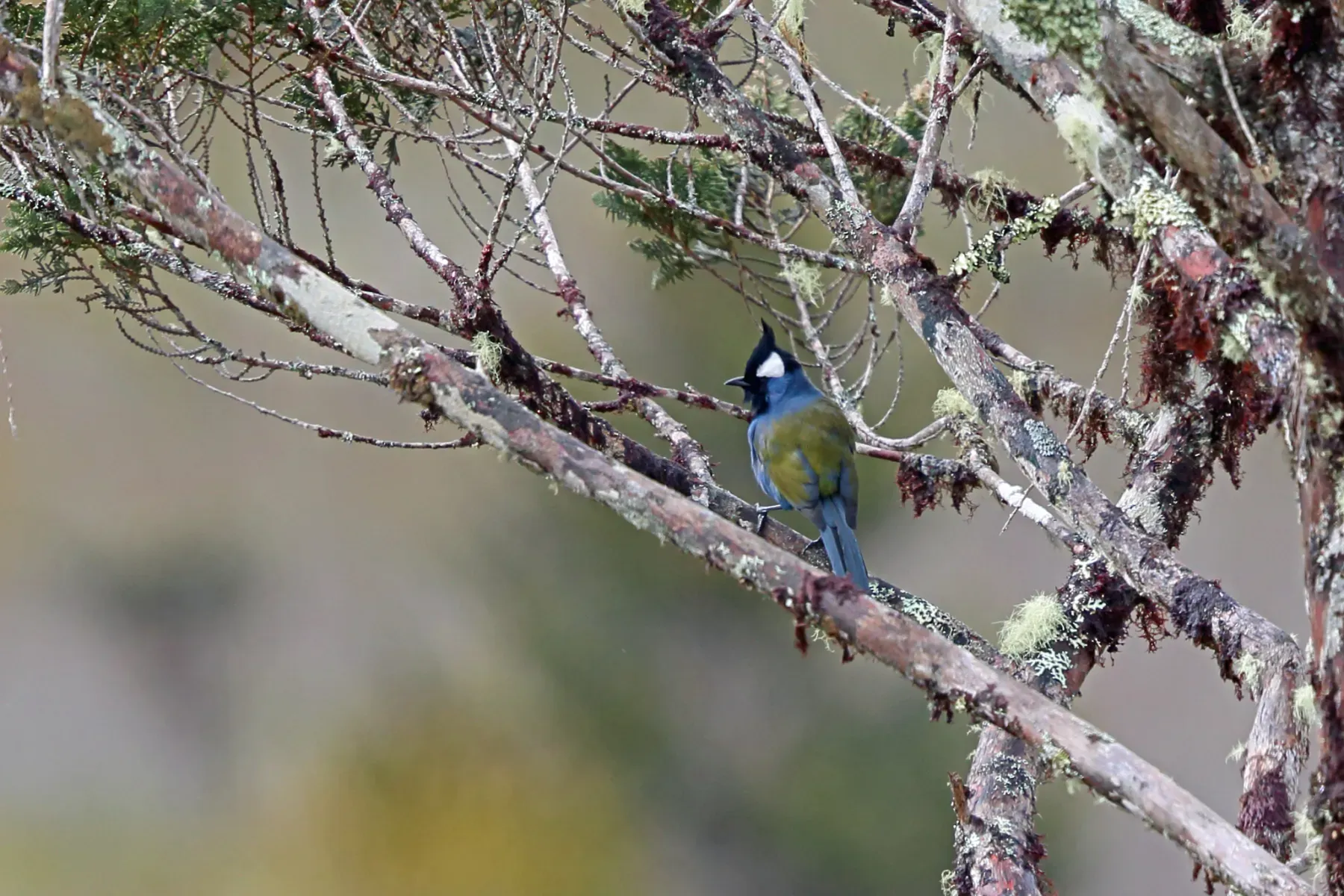 File:Paramythia olivacea olivacea - Nigel Voaden - 4978553.jpeg